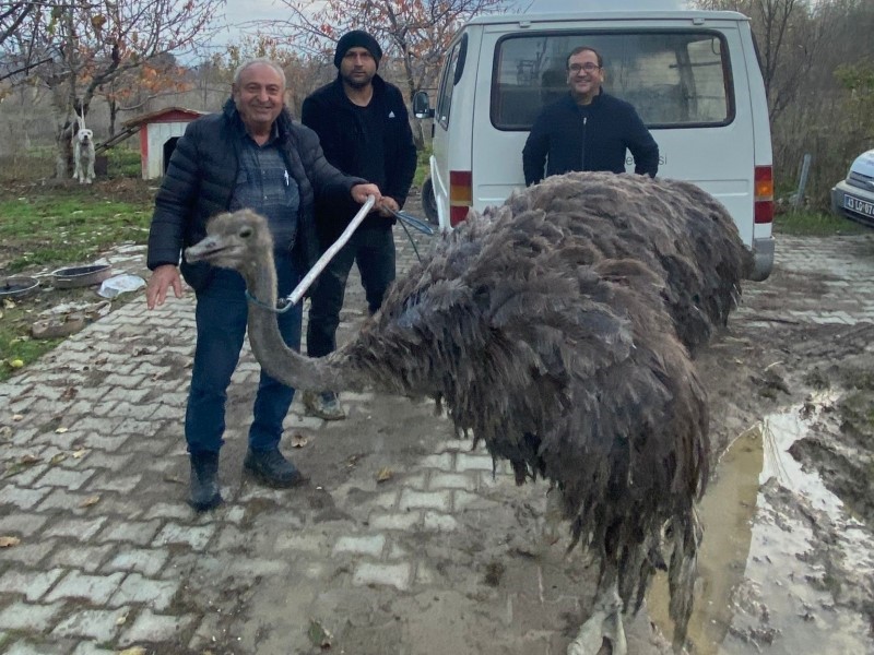 Gediz'de Kaçan Deve Kuşu Sahibine Teslim Edildi!