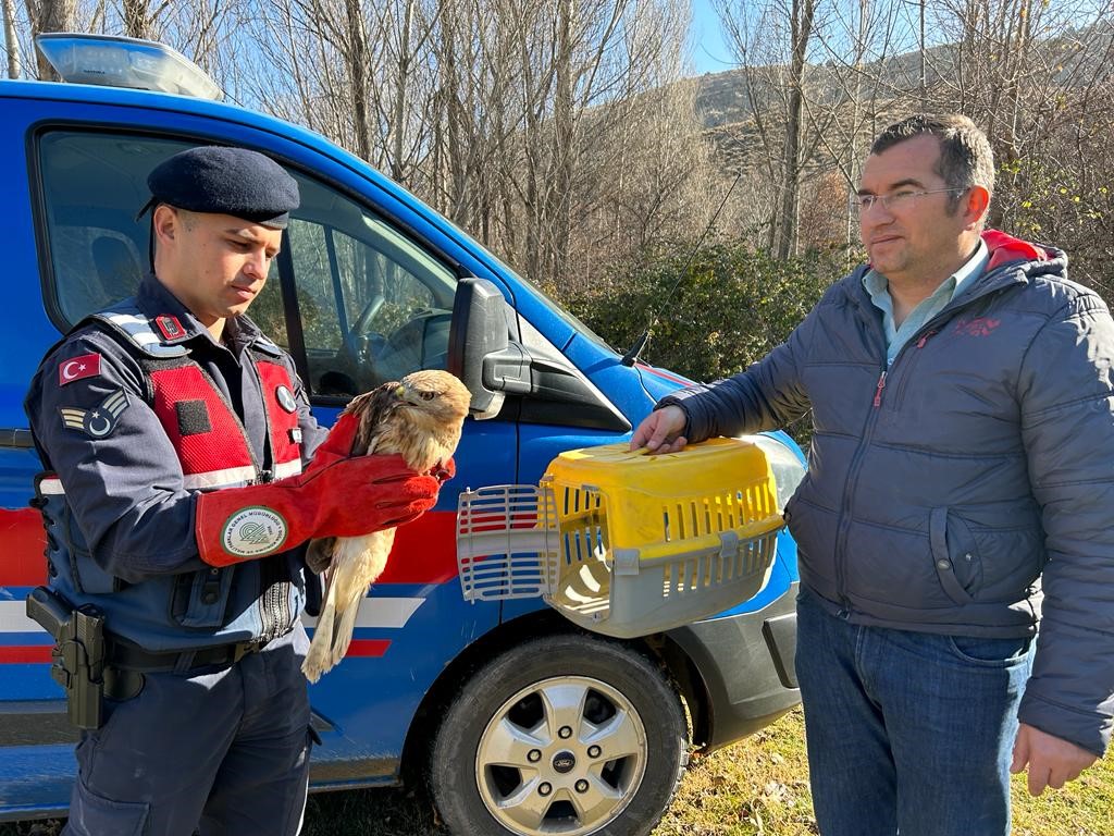 Afyonkarahisar'da Yaralı Kızıl Şahin Koruma Altına Alındı