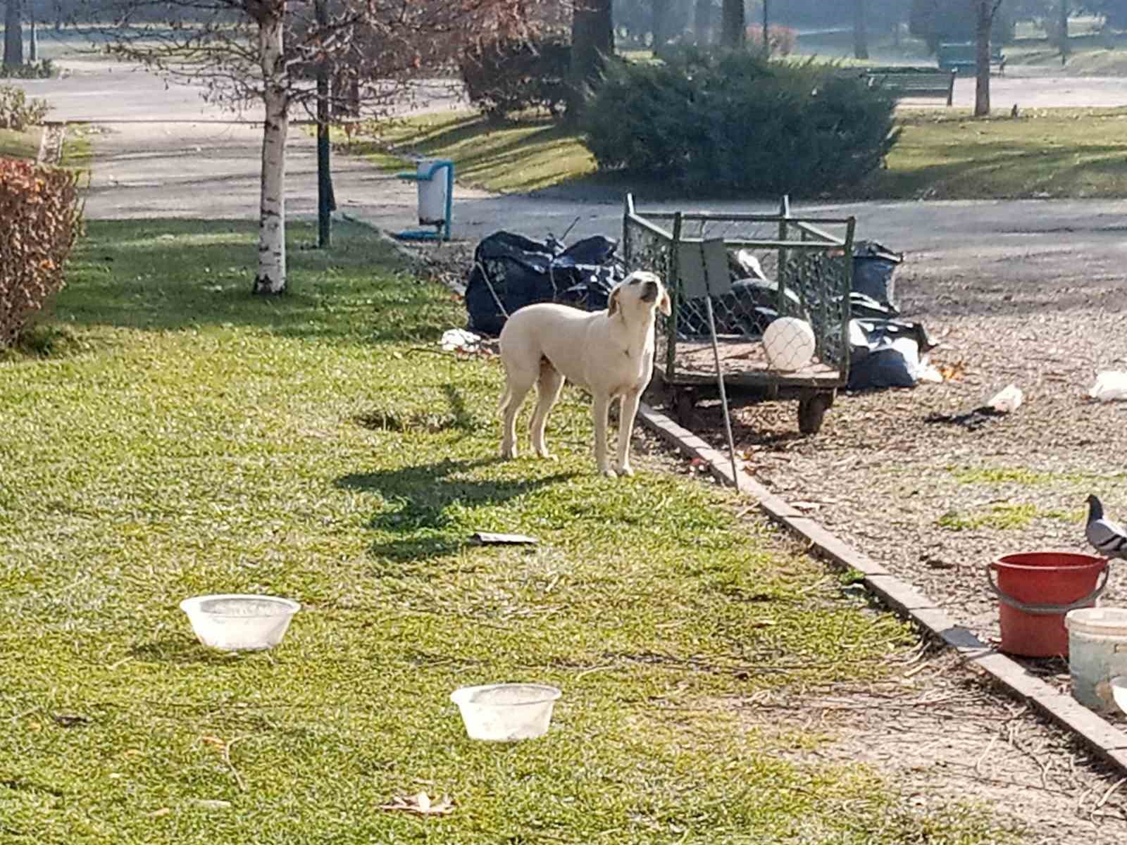 Eskişehir'de Başıboş Köpekler Mahallede Korku Yaratıyor