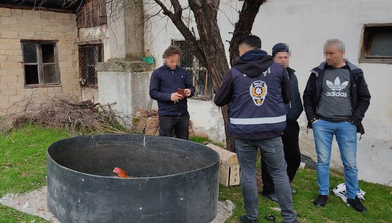 Kütahya'da horoz dövüştürülüyor iddiasıyla polis baskını!