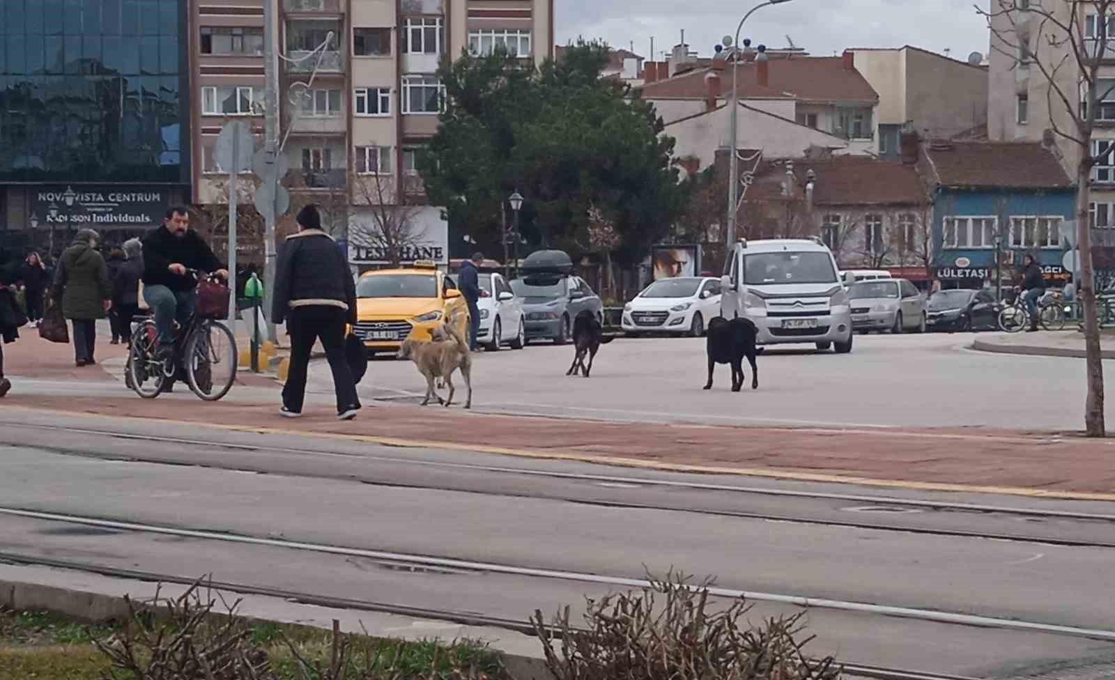 Eskişehir'de Sahipsiz Köpekler Tehlikede!