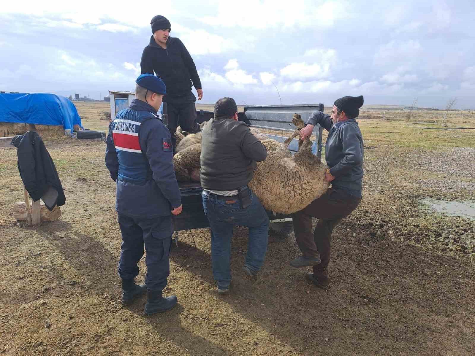 Afyonkarahisar'da koyun hırsızı yakalandı!