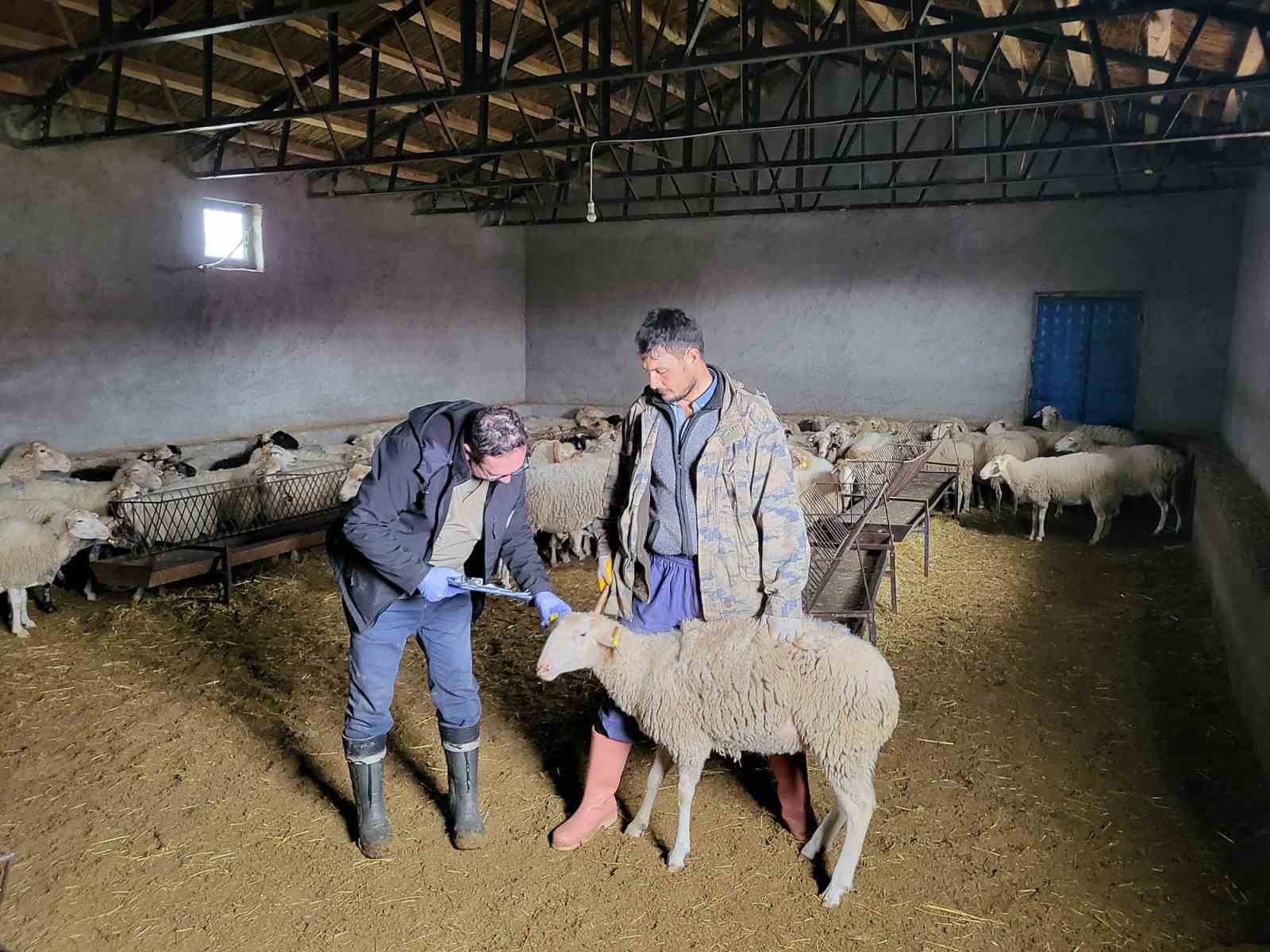 Anaç Koyun Tespit ve Aşılama Çalışması Bayat'ta Gerçekleştirildi