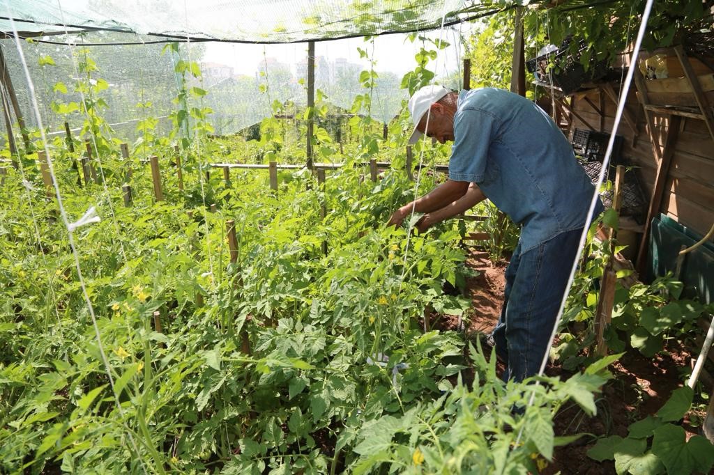 Odunpazarı Belediyesi'nden Hobi Bahçeleri İçin Başvurular Başlıyor