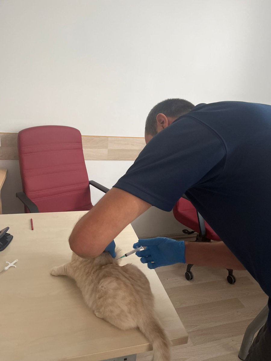 Afyonkarahisar İl Tarım ve Orman Müdürlüğü'nden Kedi ve Köpek Kimliklendirme Açıklaması