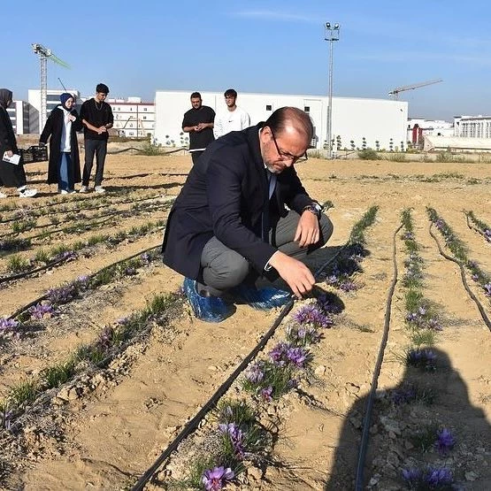 AFSÜ'de Safran Hasadı: Tıbbi ve Aromatik Bitkilerde Üç Yıllık Başarı Öyküsü