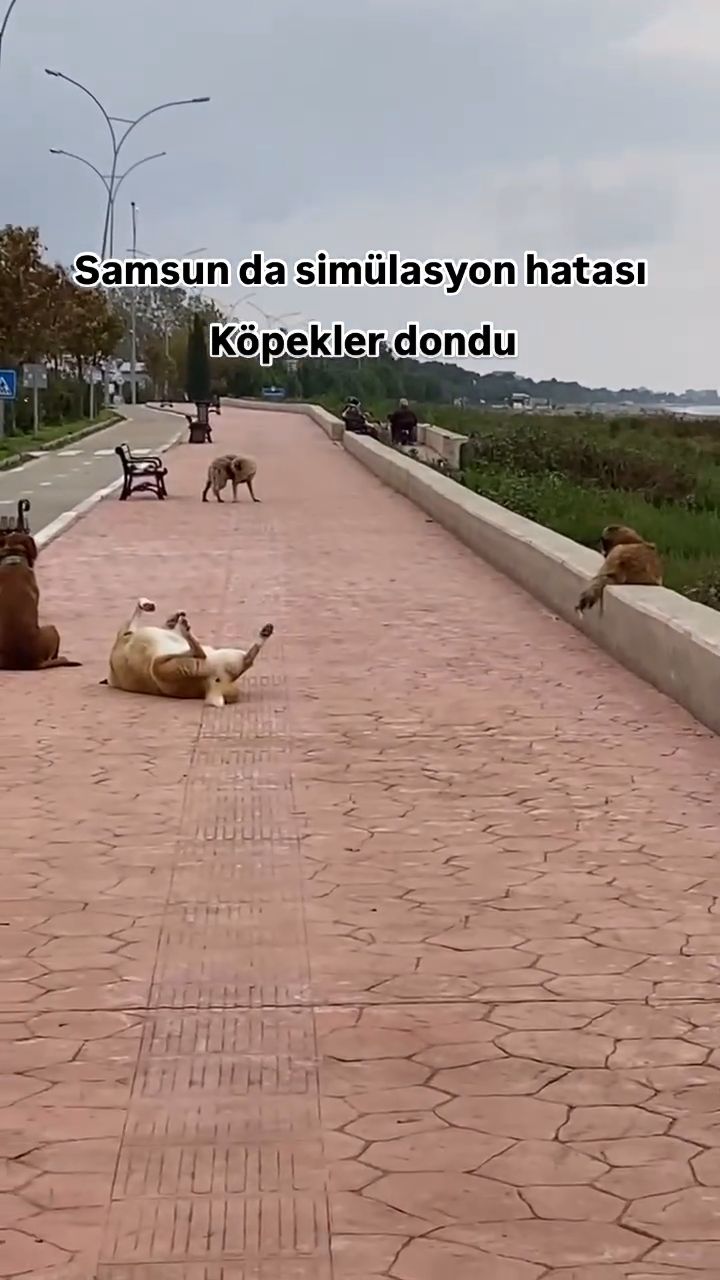 Şakanın En Sevimlisi: Samsun’da Kedi Şakası Gülümsetti