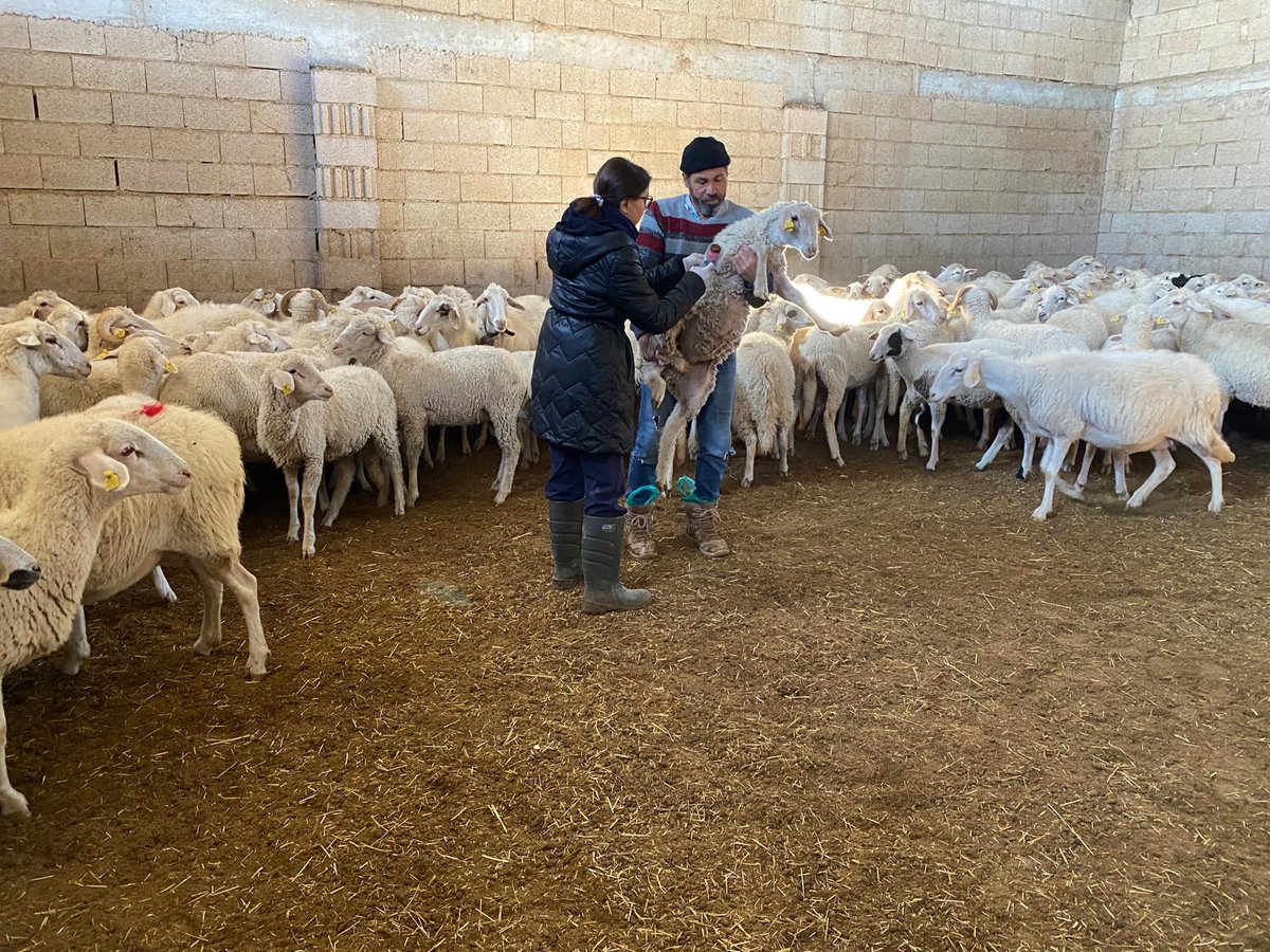 Koyun ve Keçiler İçin Aşılama Seferberliği: Akkeçili ve Küllüce Köylerinde Sağlıklı Adımlar Atılıyor