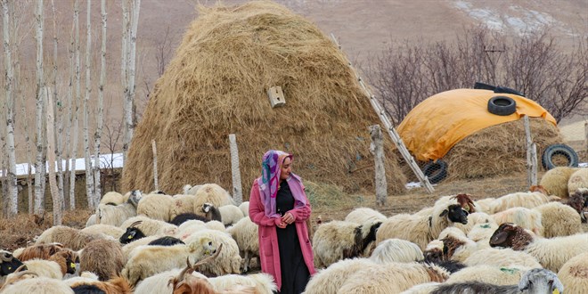 Engelli Kadının Başarı Öyküsü: İŞKUR Desteğiyle Sürü Sahibi Oldu