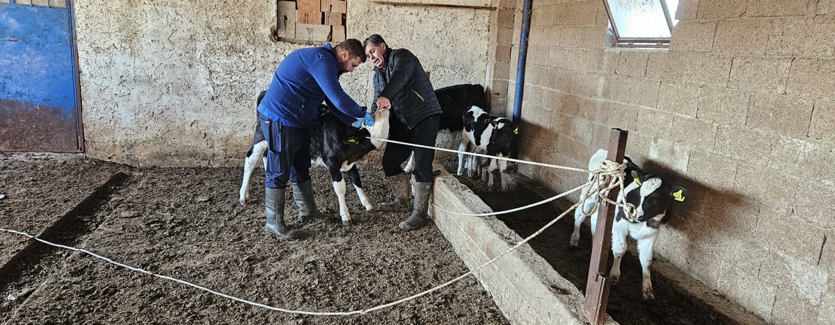 Dazkırı'da Hayvan Sağlığı Çalışmaları Tam Gaz Devam Ediyor!