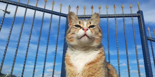 Türkiye'nin Kedi Sevgisi: Kültürel ve Tarihi Bir Miras