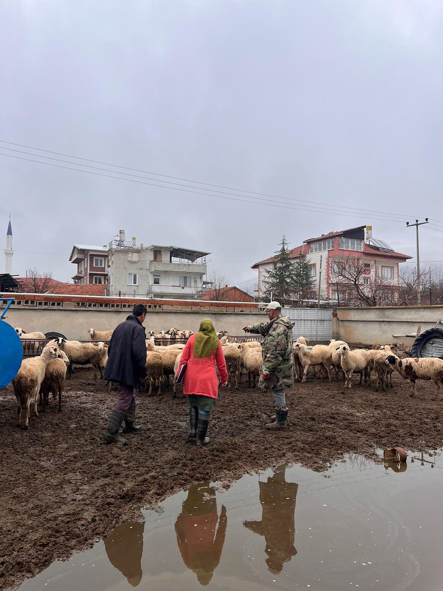 Sandıklı'da Hayvan Sağlığı İçin İthal Hayvanlar Kontrol Edildi