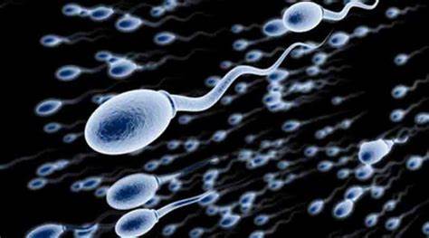 Sperm kalitesi ve sayısını artırmak