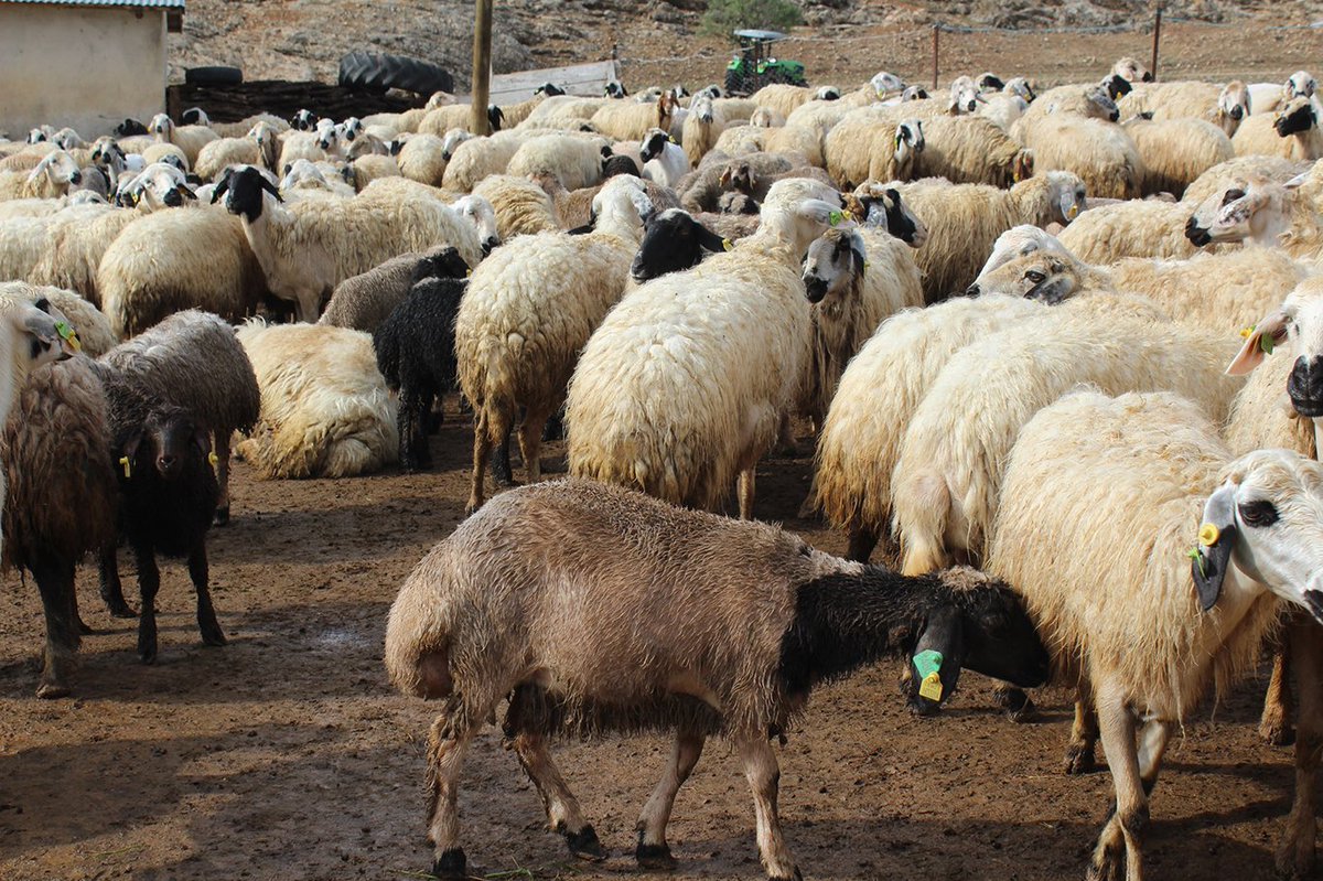 Anadolu'nun küçükbaş hayvancılık için ideal bir coğrafya