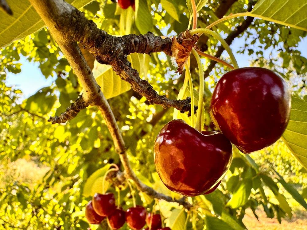 Sultandağı'nda Kiraz Üreticileri Zorlu Bir Sezonla Karşı Karşıya